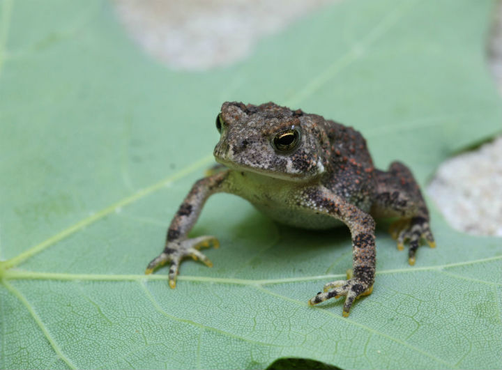 American Toad